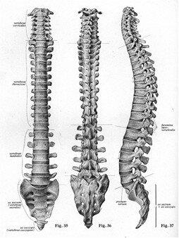 colonna vertebrale fisioterapia frosinone